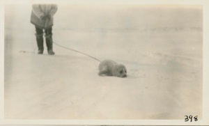 Image of Seal (White Coat)